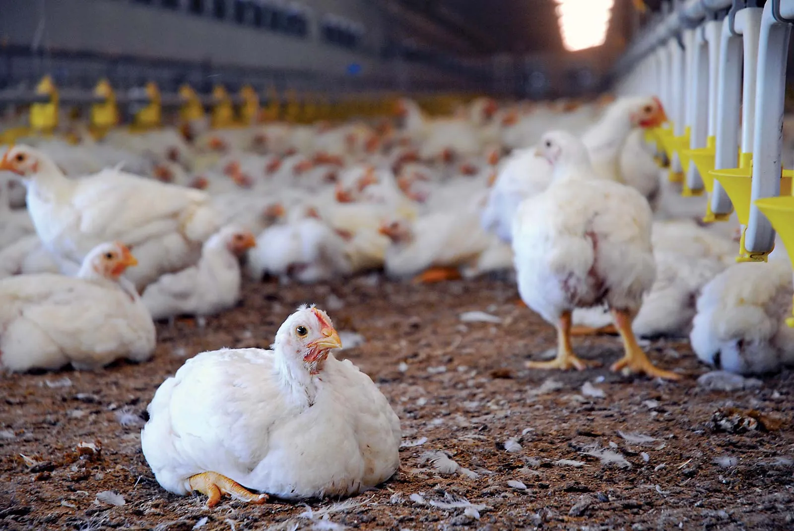 Poultry Product 1